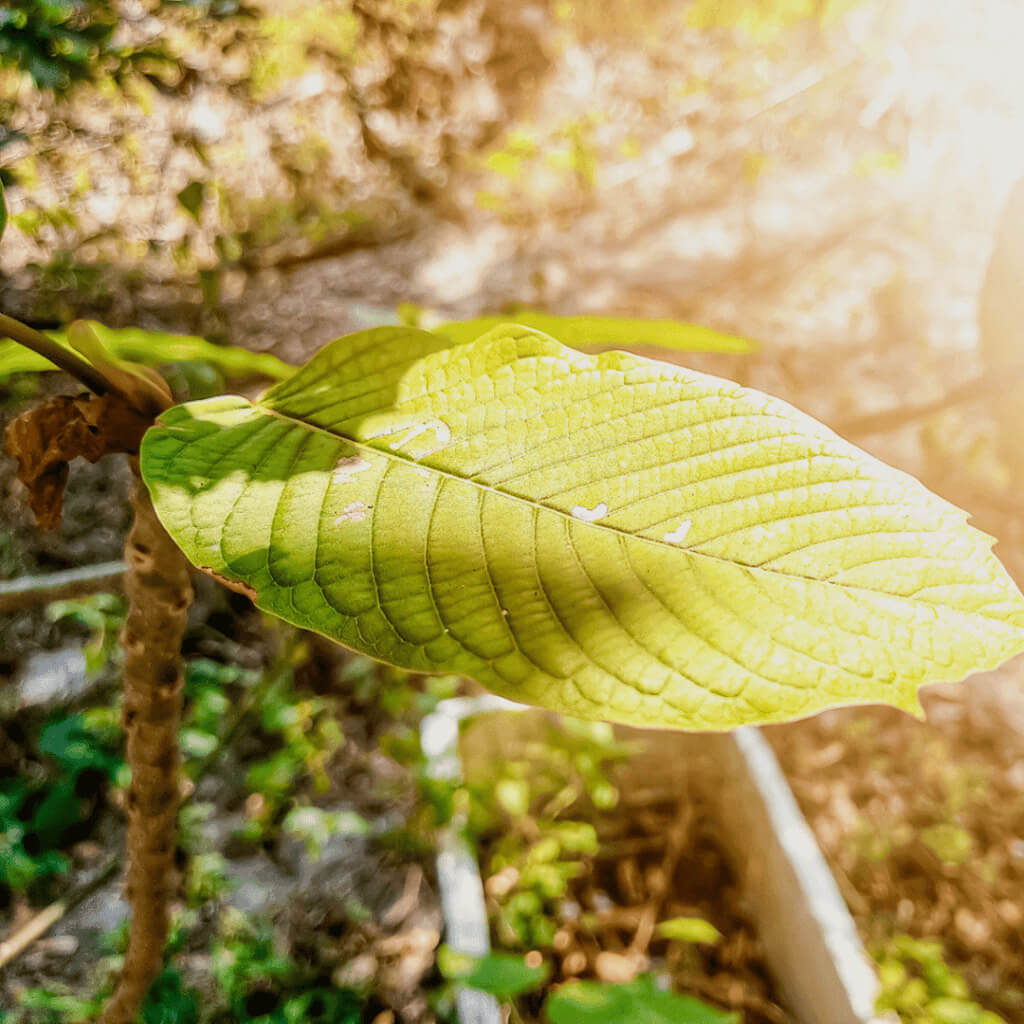 Revitalize Your Health: Green Thai Kratom’s Therapeutic Benefits